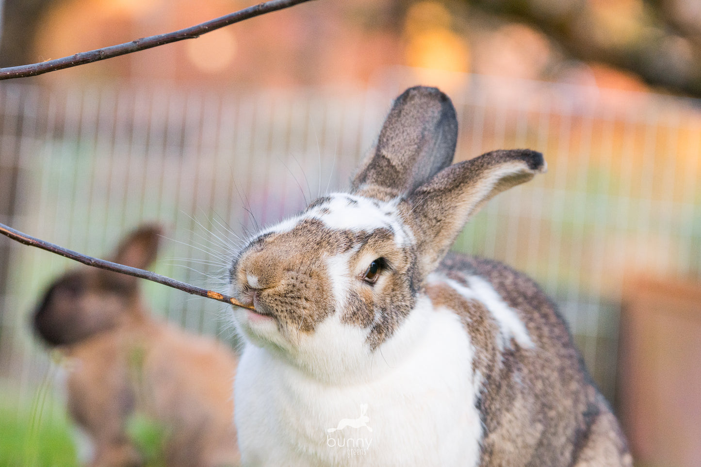 Knabberzweige frisch