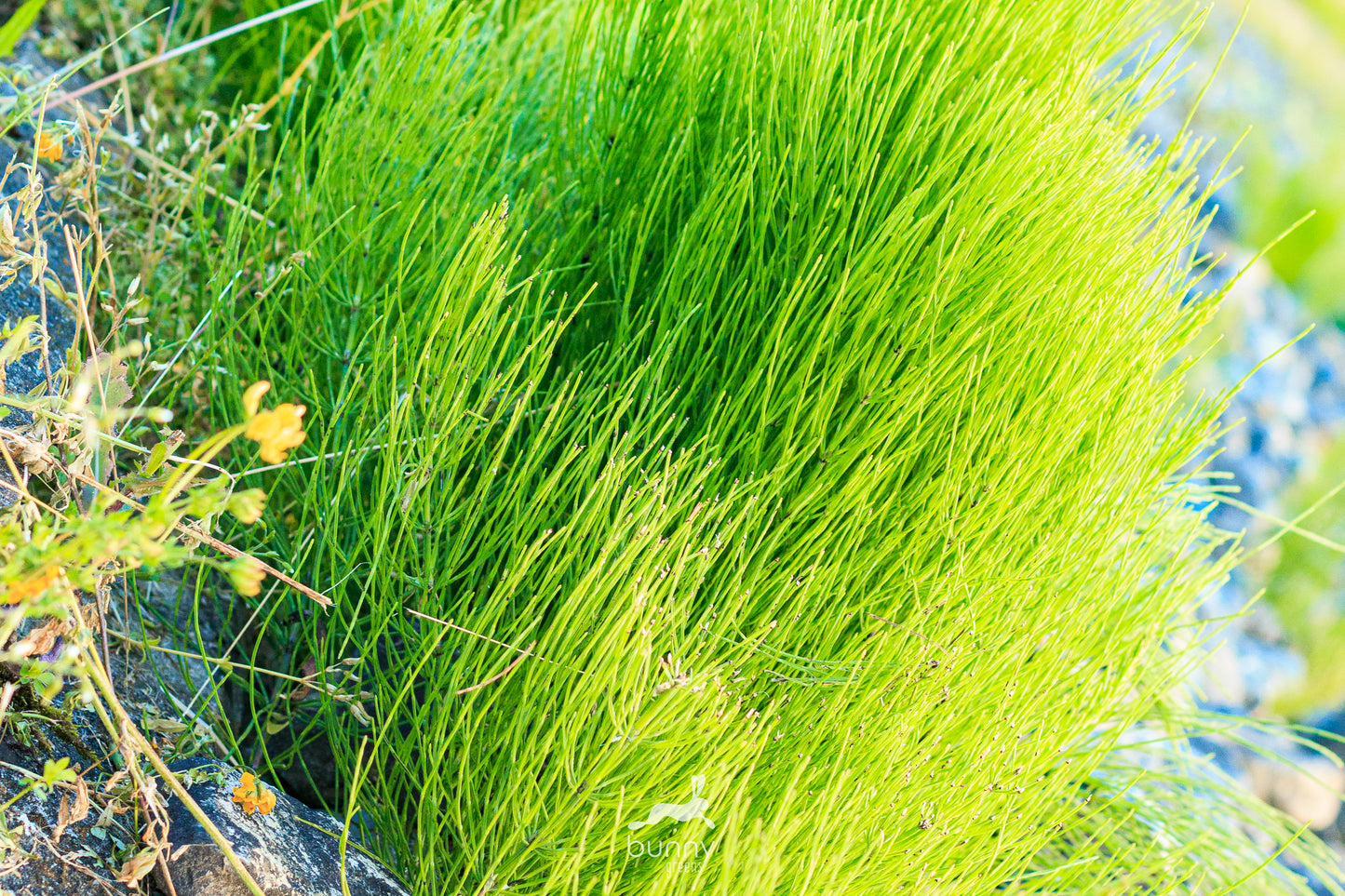 Ackerschachtelhalm-Mix