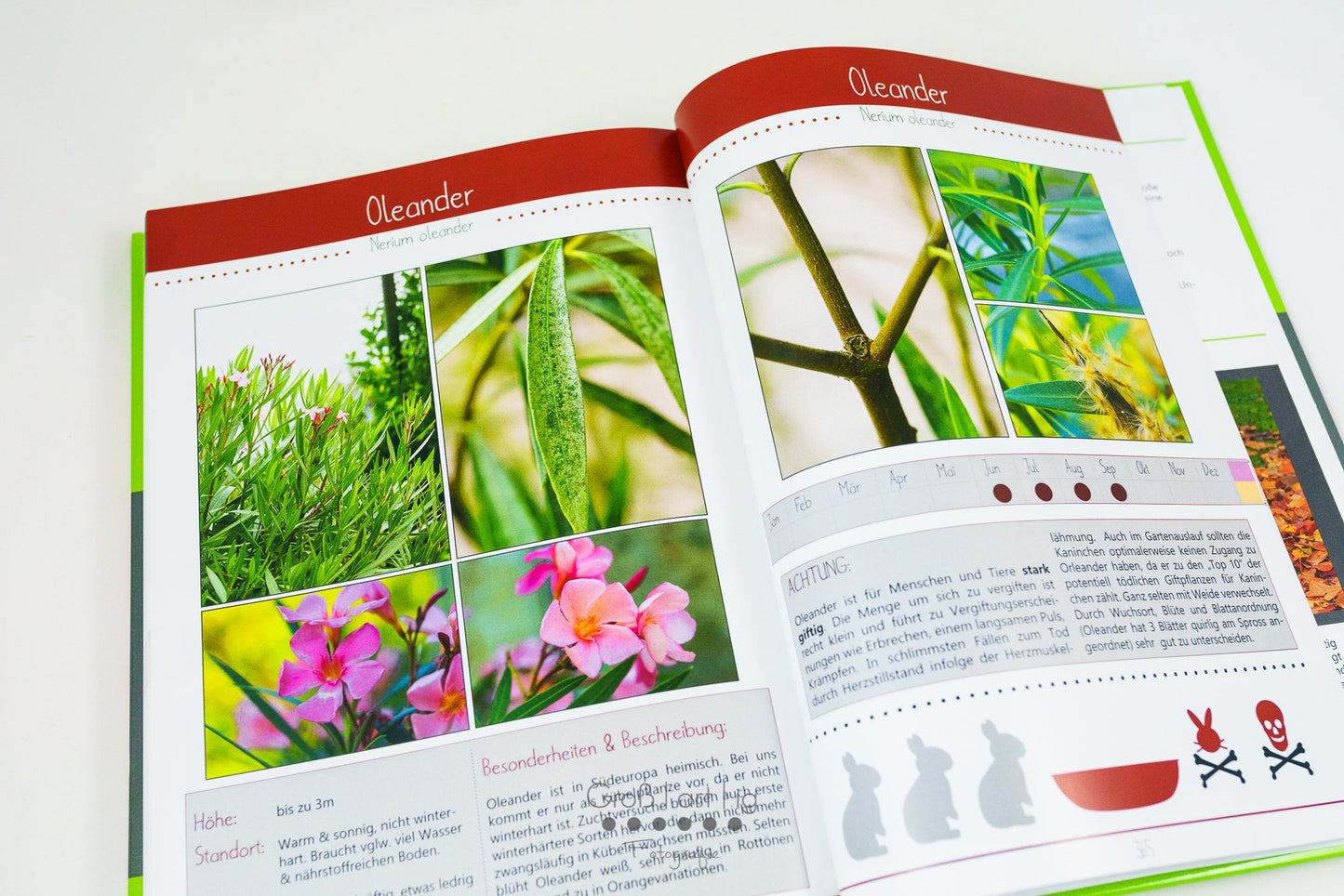 Kräuterguide Band II Beispielseite des giftigen Oleanders