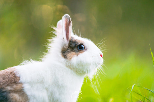 Löwenkopfkaninchen im Wiesenfreilauf