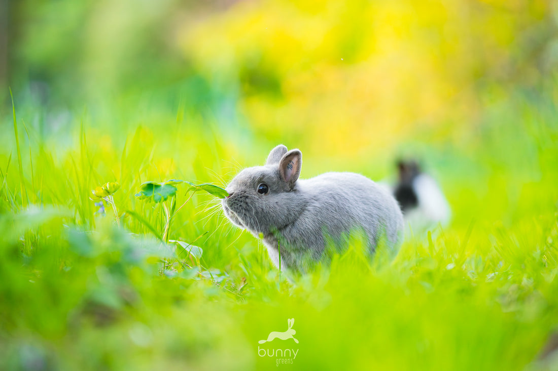 Farbenzwergkaninchen schnupppert an Wildkräutern