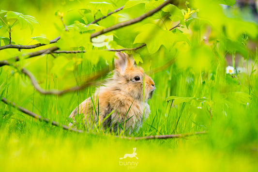 Kaninchen im artgerechten Gartenauslauf.