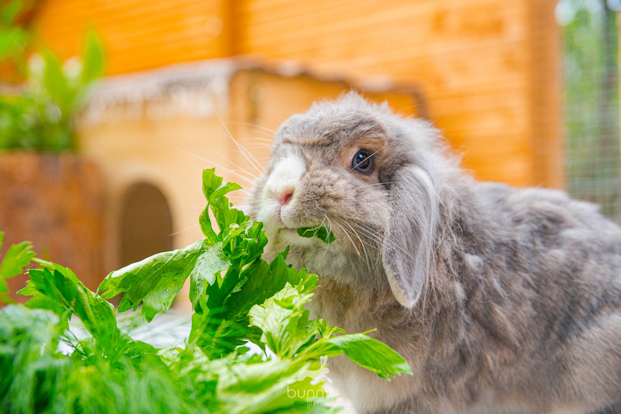 Widderkaninchen frische Grün fressend