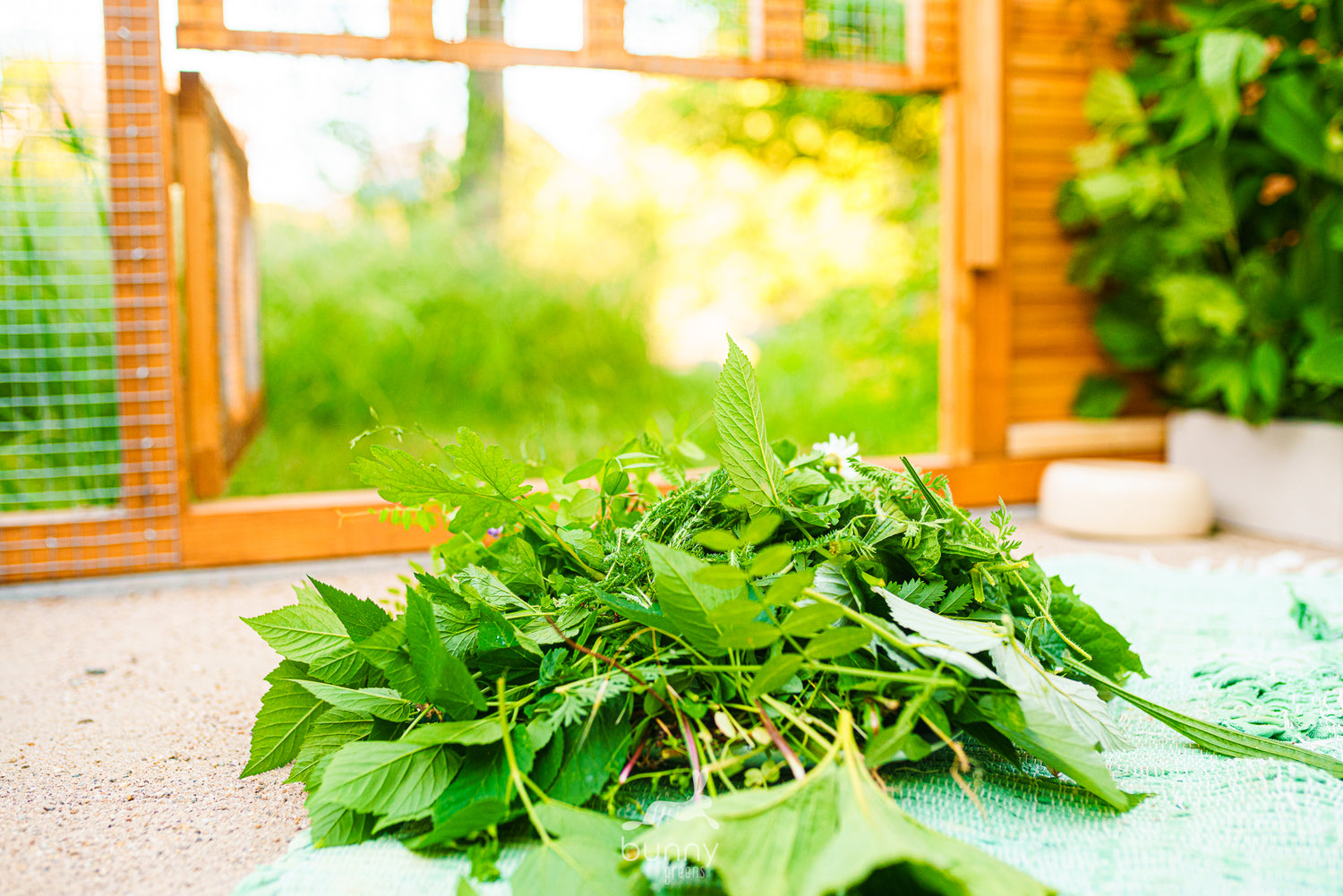 Vielfältige, artgerechte Wiesenmischung für Kaninchen