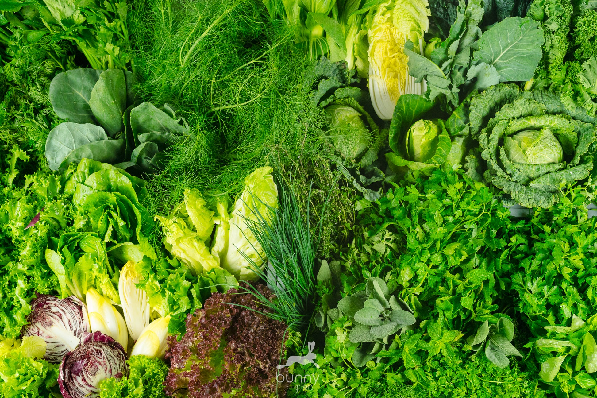 bunte Gemüsevielfalt