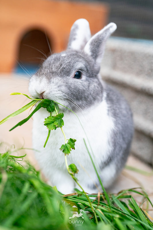 Greenbox - Bauchwehbox ohne Kohl