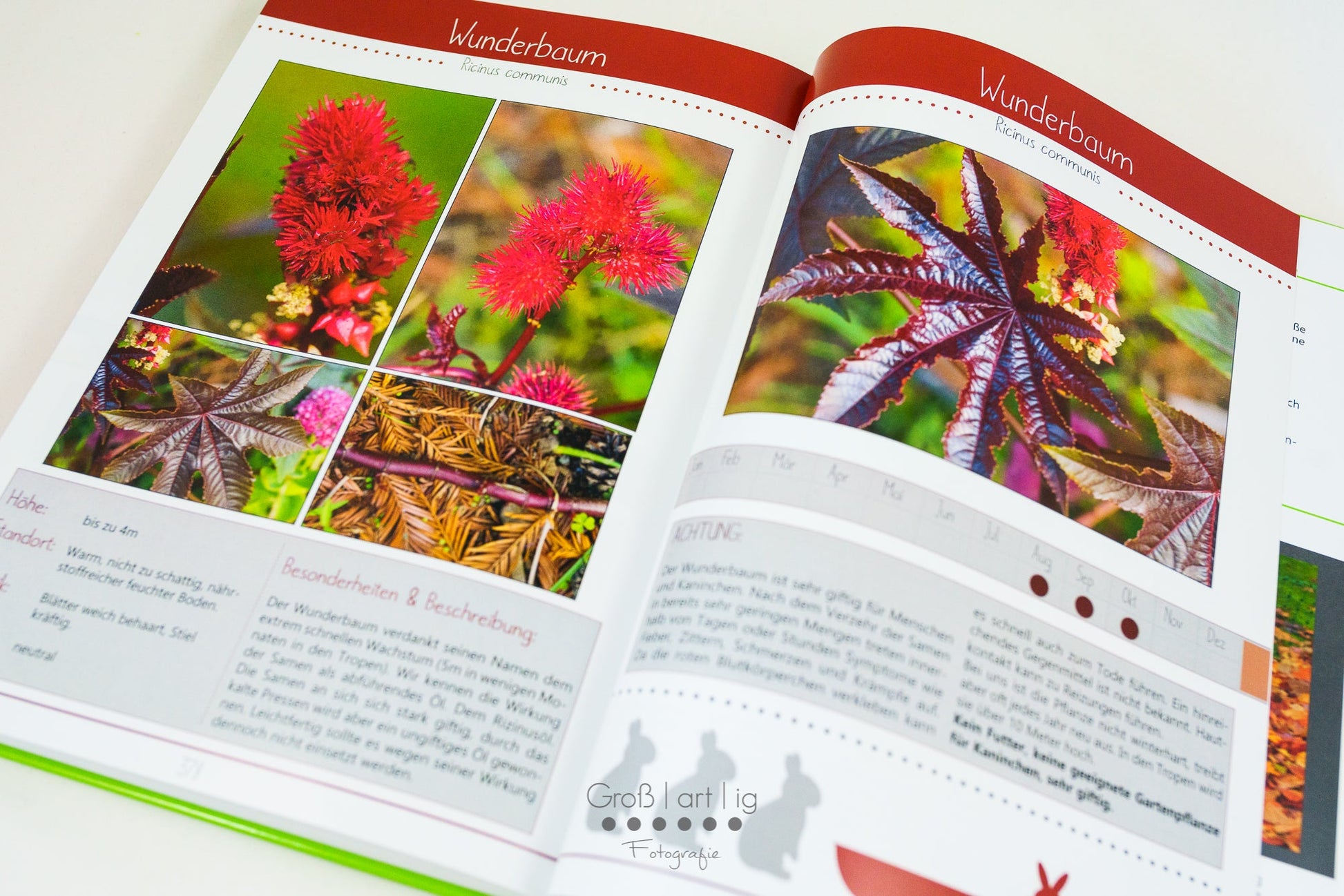 Kräuterguide Band II Beispielseite des giftigen Wunderbaums