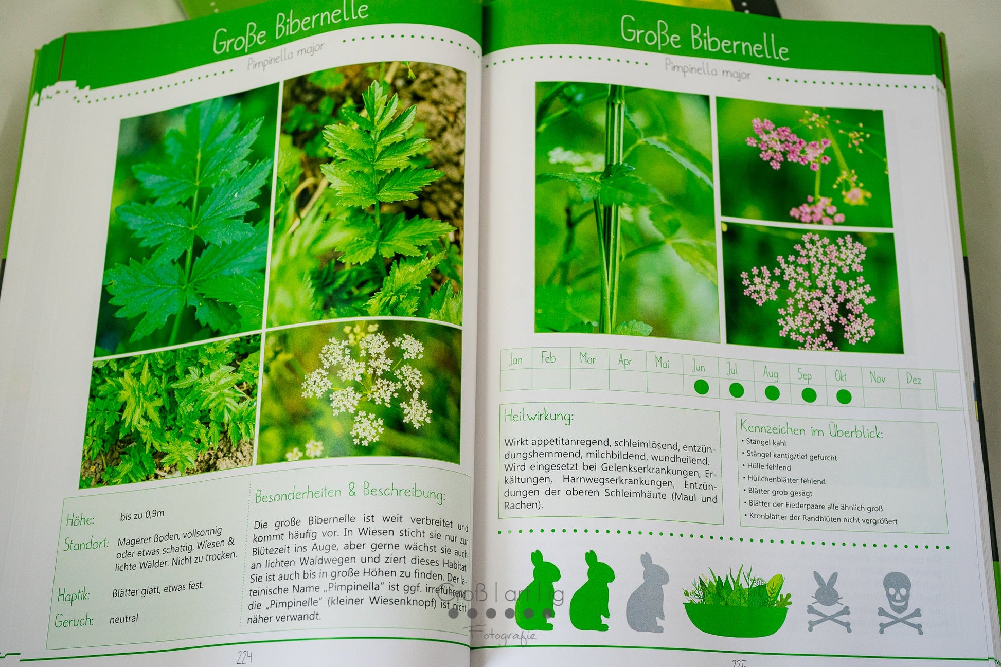 Kräuterguide Band III Doldenblütlerspezial Große Bibernelle