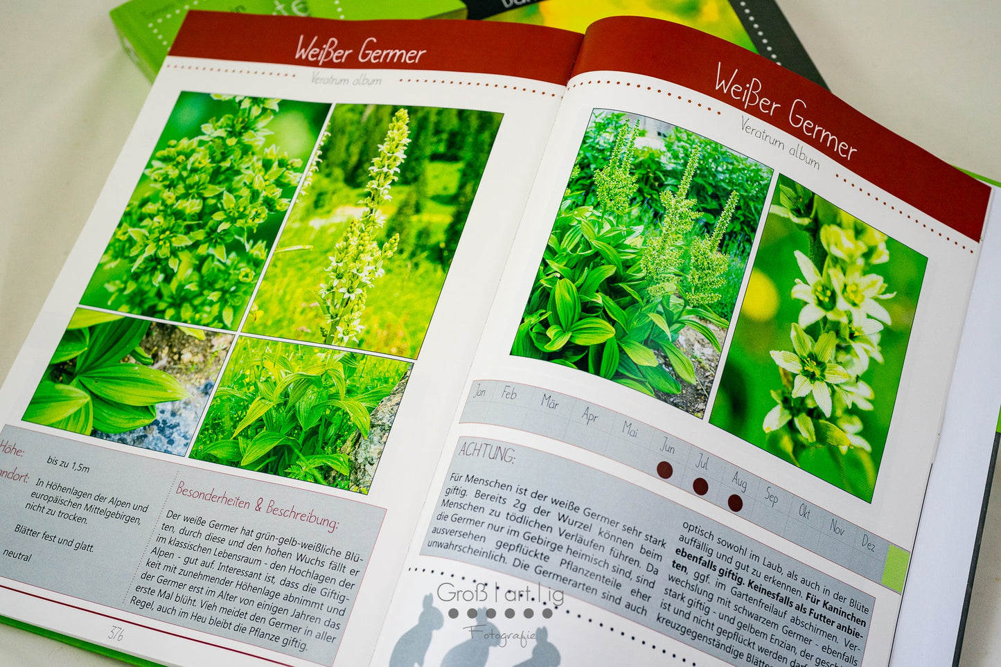 Kräuterguide Band III Beispielseite des giftigen Weißen Germers