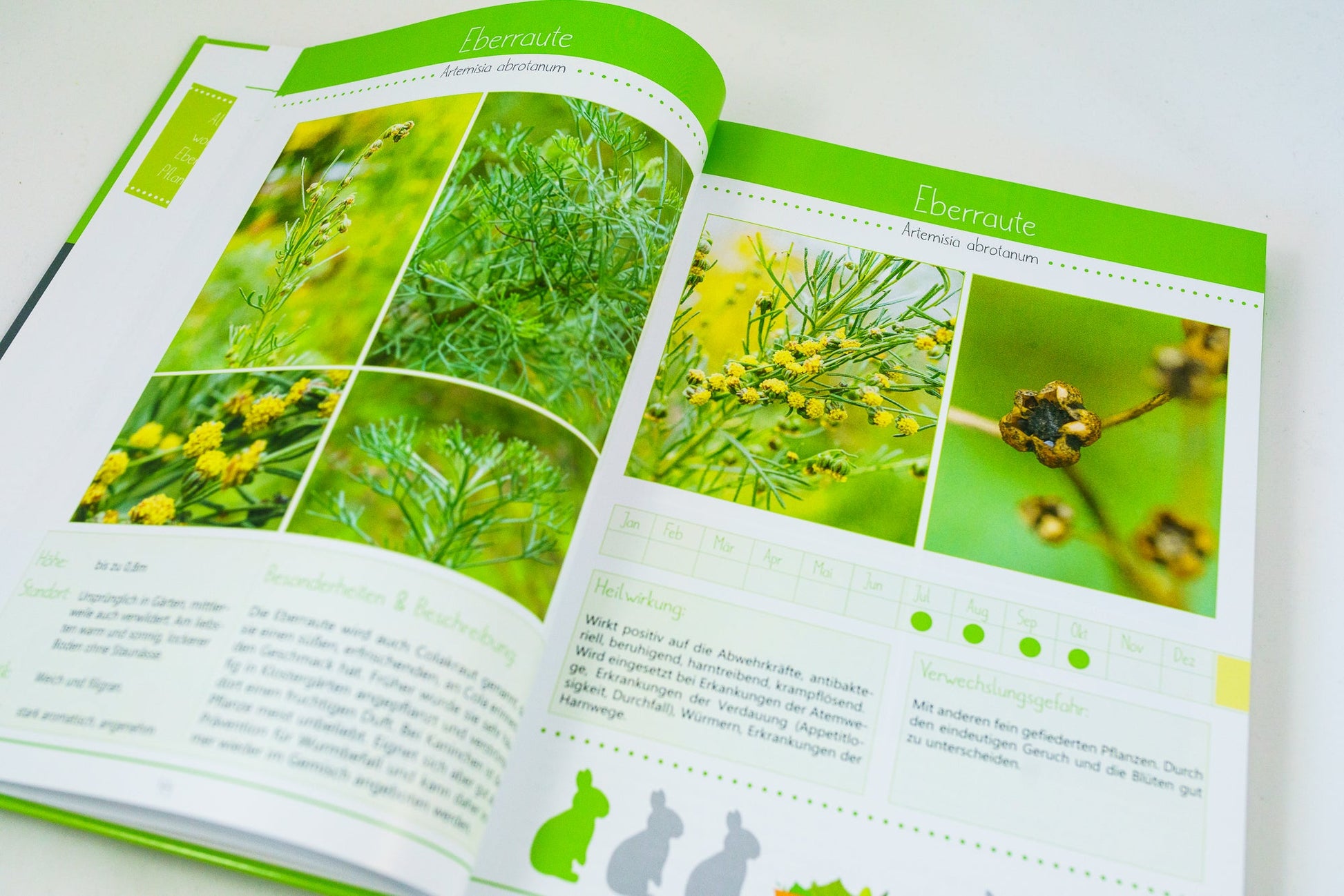 Kräuterguide Band II Beispielseite Eberraute